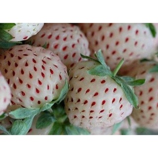 20 เมล็ด White Fragaria Vesca Strawberry เมล็ดสตอเบอร์รี่ สตรอเบอร์รี่ สตอเบอรี สตอเบอรี่