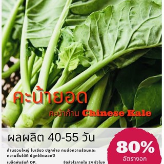 เมล็ดพันธุ์ คะน้ายอด 5000 เมล็ด คะน้า (ซื้อ 10 แถม 1 คละอย่างได้)