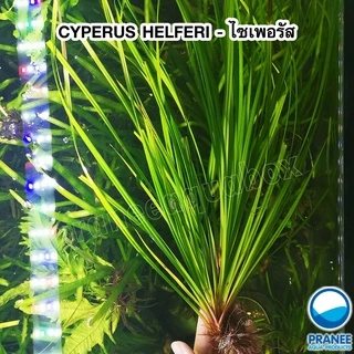 CYPERUS HELFERI - (แห้วหมูน้ำ) ไม้หลังตู้ เลี้ยงง่าย ต้นไม้น้ำตา ต้นไม้พร้อมปลูก ***กรุณาอ่านรายละเอียดก่อนสั่งซื้อ***