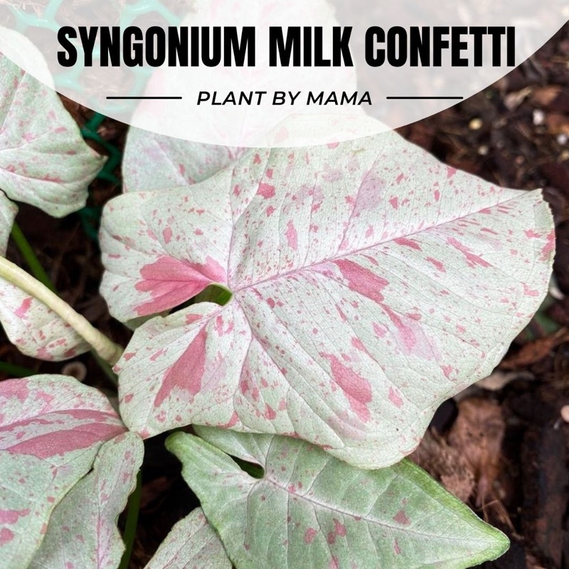 Plant By Mama | Syngonium milk confetti | มิ้ลคอนเฟตติ