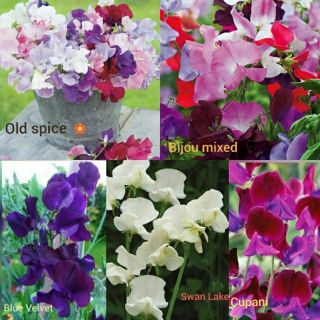 สวีทพี 5สายพันธุ์ Sweet Pea สินค้านำเข้าจากอังกฤษ100%