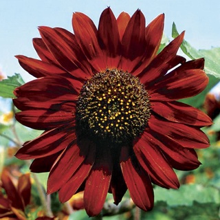 20/100 เมล็ด ทานตะวันสีแดงกำมะหยี่ - Velvet Queen Sunflower