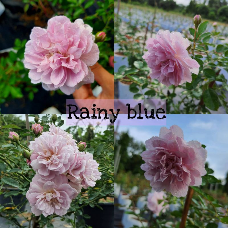 Rainy blue กุหลาบสีม่วง กุหลาบเลื้อย หอม ดอกพวง