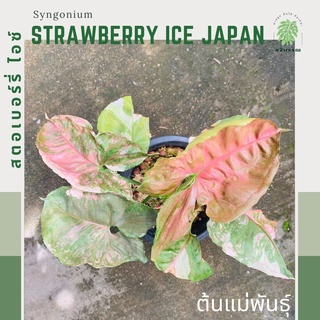 สตอเบอร์รี่ ไอซ์ | Syngonium Strawberry Ice Japan | ซิงโกเนียมสตอเบอร์รี่ ไอซ์