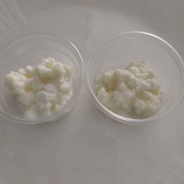 บัวหิมะธิเบต หรือ คีเฟอร์เกรน(Kefir grain)