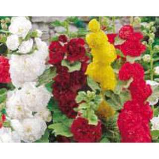 ดอกโฮลลี่ฮ็อคซ้อนคละสี - Mix Double Hollyhock Flower