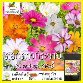 เมล็ดพันธุ์ ดาวกระจายเซนเซชั่น ดอกคอสมอส คละสี200เมล็ด Sensation Cosmos Flower Seed เมล็ดพันธุ์แท้นำเข้าจากต่างประเทศ ดี