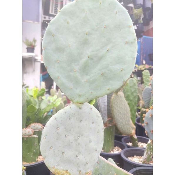 Opuntia robusta giantแพด4นิ้ว 99.
แพด6นิ้ว 139.