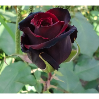 25 เมล็ด เมล็ดกุหลาบ สีดำ ดอกใหญ่ กุหลาบ  Rose seeds