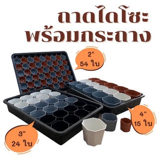 ถาดไดโซะวางต้นไม้พร้อมกระถาง 2  นิ้ว 54 ใบ, 3 นิ้ว 24 ใบ,  5 นิ้ว  15  ใบ ถาดเพาะเมล็ด เพาะต้นกล้า