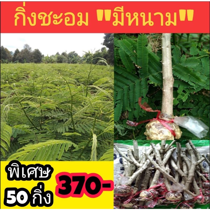 กิ่งชะอมตอน พร้อมจัดส่ง 50 กิ่ง 400 บาท หนามเยอะ ยอดใหญ่ ดูแลง่าย
