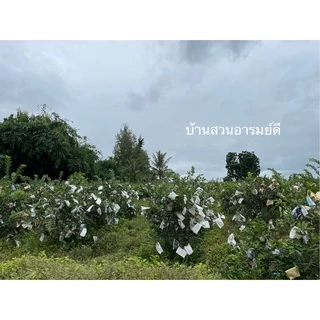 ฝรั่งกิมจู เกรด B 4 kg (ส่งไว) มีใบรับรองมาตรฐาน สด สะอาด หวาน กรอบ อร่อย แคลน้อย สุขภาพดี วิตามิน C สูงงงง