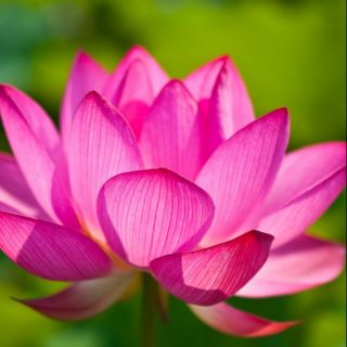 เมล็ดพันธุ์บัวหลวงราชินี สีแดงดอกใหญ่ 1ซอง มี8เมล็ด