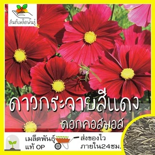 เมล็ดพันธุ์ ชุดดอกดาวกระจาย ดอกคอสมอส ปลูกง่าย ทนร้อนโตไว พร้อมส่ง ดาวกระจายเซนเซชั่น/สีขาว/พิโคที/สีแดง/สีชมพู/สีเหลือง