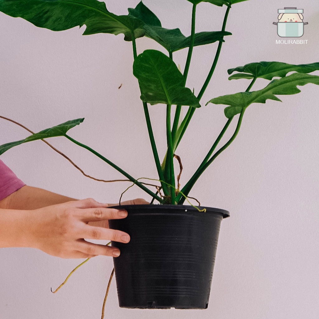 กระถางเพาะชำ 5/6/8/10/12/15 นิ้ว สีดำ - รูปที่ 2