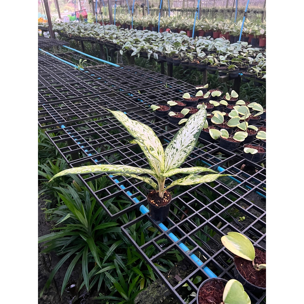 ดิฟเฟนบาเกีย สตาร์ไบร์ท กระถาง (Dieffenbachia Star Bright)