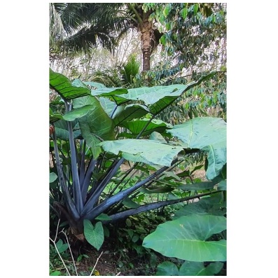 Colocasia Sp. ทูนก้านดำ ออดิบดำ โตเต็มที่ต้นเท่าในรูปเลยจ้า