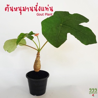 ต้นหนุมานนั่งแท่น หรือ ว่านเลือด ไม้หัวมงคล (Gout plant / ว่านหนุมานนั่งแท่น) 999garden