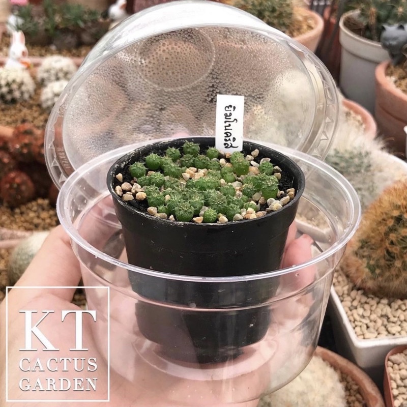 ถ้วยโดม (10 ชุด) สำหรับเพาะเมล็ดแคคตัส🌱 ถ้วยพลาสติกมีฝา - รูปที่ 3