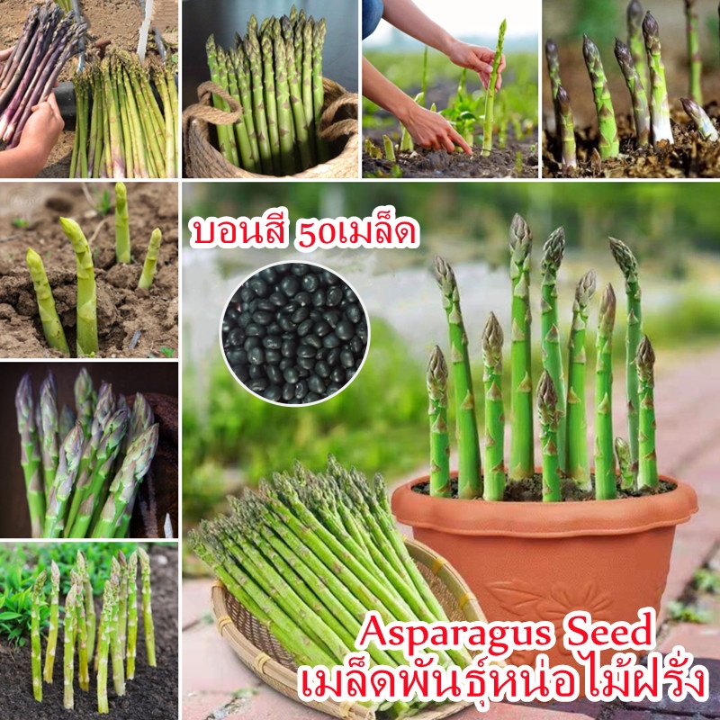 50เมล็ด Asparagus Seed เมล็ดพันธุ์หน่อไม้ฝรั่ง หน่อไม้ฝรั่ง เมล็ดพันธุ์ผักสวนครัว Vegetable Plants S