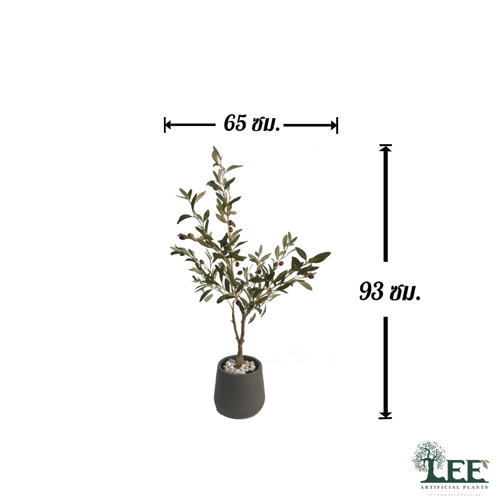 ((มาใหม่)) ต้นมะกอกป