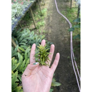 Tillandsia Vanhyningii