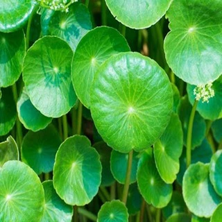เมล็ดใบบัวบก 50 เมล็ด 🌱 ซื้อ 10 แถม 2 คละได้ 💥 เลือกของแถมได้ คิดถึงเมล็ดผัก คิดถึง skinsun