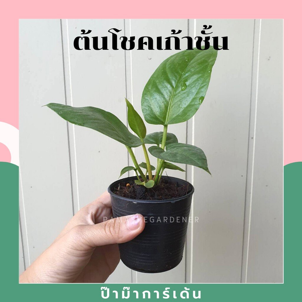 ต้นโชคเก้าชั้น กระถาง3-5นิ้ว