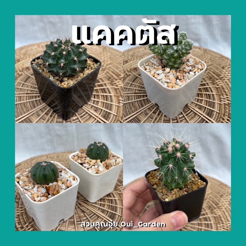 ต้นแคคตัส กระบองเพชร ไม้อวบน้ำ พร้อมกระถาง2นิ้ว มีหินโรย