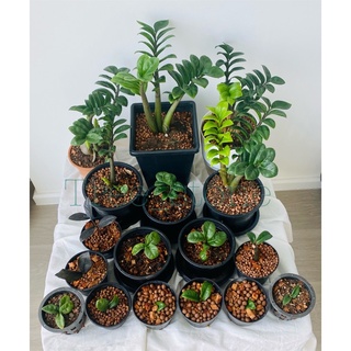 กวักมรกตแคระ Zamioculcas Zamifolia Dwarf ส่งทั้งกระถาง 5.5 นิ้ว