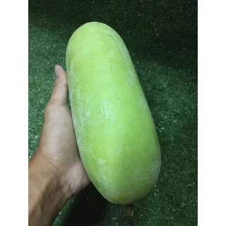ฟักเขียวอ่อนสด 🥒 - ฝักอ่อน ต้มฟักแกงจืด ผักผลไม้