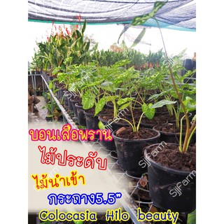 1 กระถาง บอนเสือพราน Colocasia Hilo beauty ไม้นำเข้า  คละกระถางส่งพร้อมกระถาง จากไทย 1-3 วันได้รับสินค้า