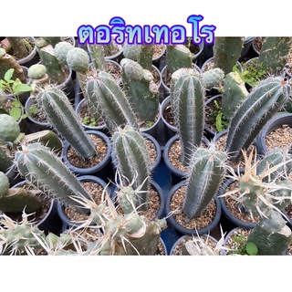 Sjcactus ตอริทเทอโร ตอมีราก