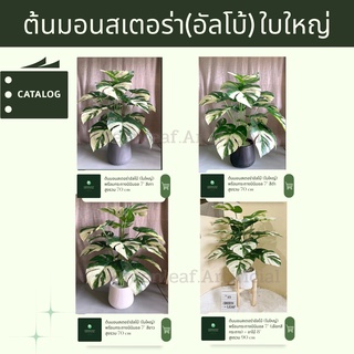 (ซื้อคู่ ถูกกว่า) ต้นไม้ปลอมพร้อมกระถางเบลล่า สูง 70 cm ต้นไม้ปลอม พร้อมส่ง ขาไม้ซื้อเพิ่ม