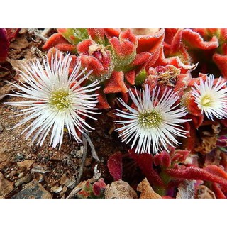 เมล็ดพันธุ์ ไม้ดอกอวบน้ำ Mesembryanthemum crystallinum iceplant 10 เมล็ด เมล็ดพันธุ์นำเข้าจาก อังกฤษ