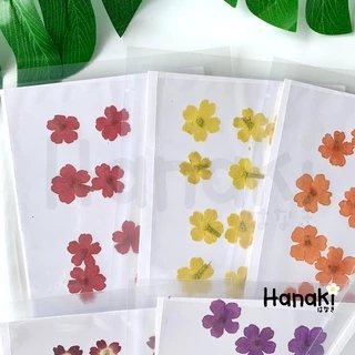 【พร้อมส่ง】ดอกเวอร์บีน่า ดอกเวอร์บีน่าทับ ดอกไม้ทับแห้ง ดอกไม้จริงทับแห้ง Pressed Flowers💐