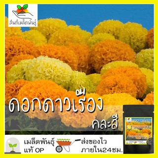 เมล็ดพันธุ์ ดอก ดาวเรืองคละสี 100 เมล็ด Mixed Marigold Flower Seed เมล็ดพันธุ์แท้100% นำเข้าจากต่างประเทศ ดอกไม้ ถูก ดี