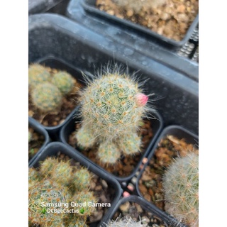 แคคตัส แมมเม็ดพริก ดอกชมพู  mammillaria prolifera