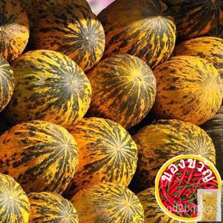 Spot seeds Santa Claus Melon Seeds - Cantaloupe Seeds - Melon Fruit Seedsผักชี/กางเกง/กระโปรง/seeds/ดอกไม้/พาสต้า/บ้านแล