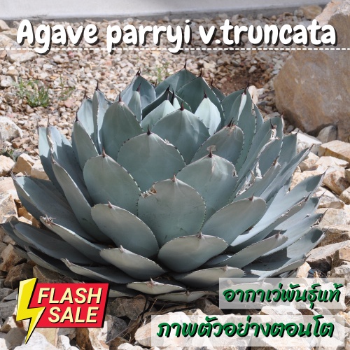 Agave parryi v.truncata ไม้เพาะเมล็ด #agaveparryitruncata #agave #อากาเว่