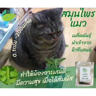 แคทนิป เมล็ดกัญชาแมว เมล็ด​พันธุ์​นำ​เข้า​จาก​นิวซีแลนด์​ #catnip #กัญชาแมว