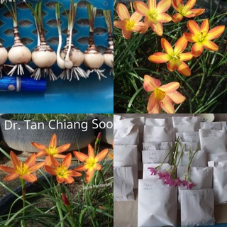 Dr.Tan Chiang Soo เป็นบัวดินที่.สีสด