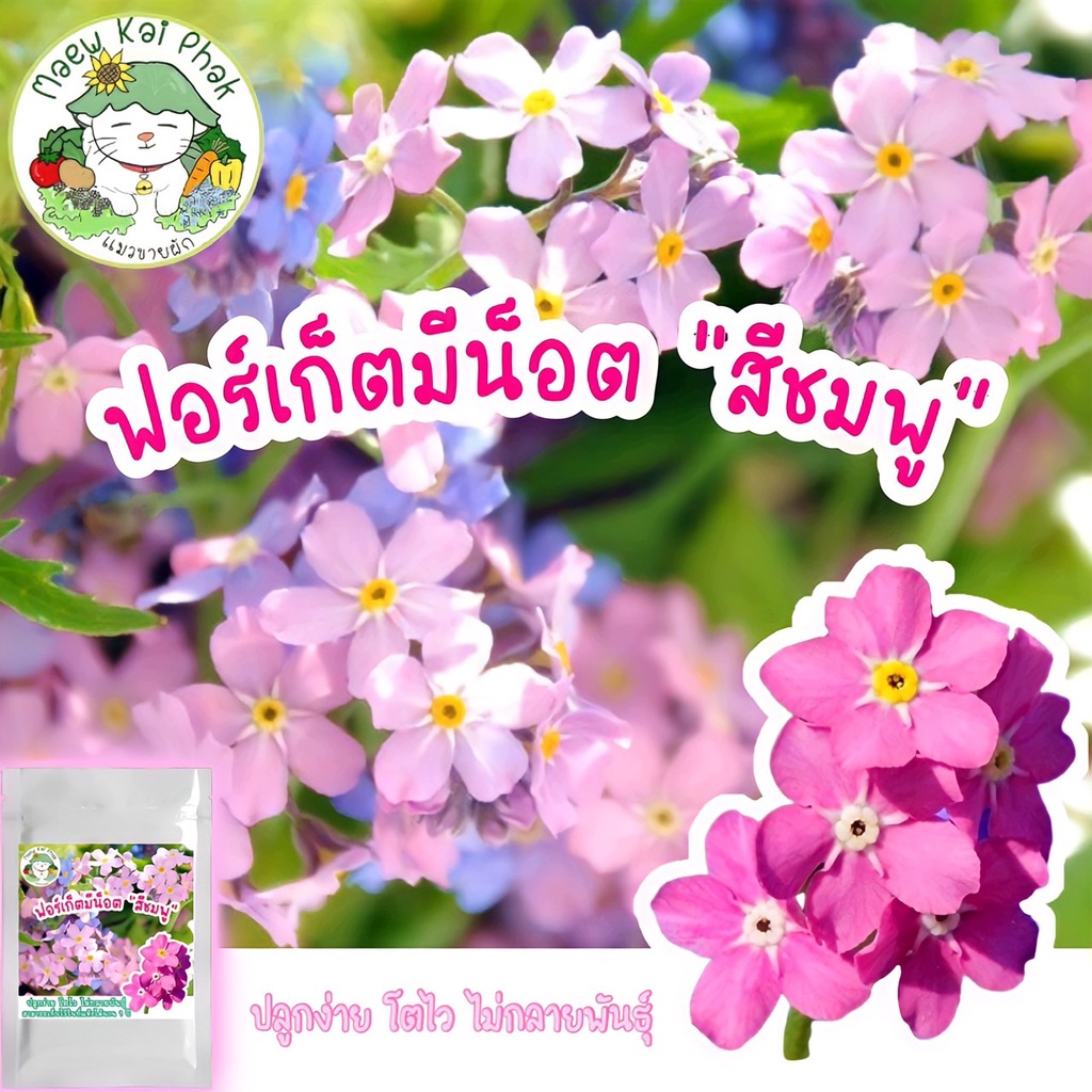 เมล็ดพันธุ์ ฟอร์เก็ตมีน็อต ดอกสีชมพู 100 เมล็ด Chinese Forget me not เมล็ดพันธุ์นำเข้าแท้ ปลูกดอกไม้ ปลูกง่าย โตไว ขายดี – โปรปัง