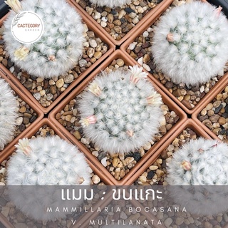 แมมมิลลาเรีย : แมม ขนแกะ Mammillaria bosacana v. multilanata  cactus แคคตัส กระบองเพชร น่ารัก ของขวัญ ต้นไม้