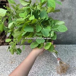 ตำแยแมว หญ้าแมว 1ชุดได้10ต้น สำหรับให้แมวกิน ปลูกแบบออแกนิคไร้สารพิษ