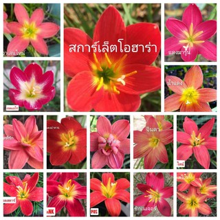 บัวดิน โทนสีแดง 15แบบ หัวบัวดิน เหง้า ปลูกได้ทุกภาคใช้คลุมดินสวยงาม บัวดินสีแดง