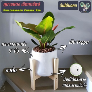 🍒 กุมารแดงเรียกทรัพย์ Philodendron Cherry Red (ต้นใหญ่) พร้อมกระถางเบลล่า 9"นิ้ว+เม็ดPopper+ขาตั้ง ต้นไม้มงคล