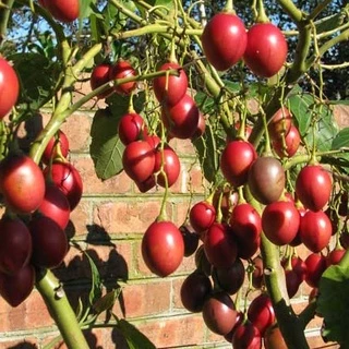 เมล็ดพันธุ์ ทามาริลโล่ มะเขือเทศต้น Tamarillo Seed บรรจุ 10 เมล็ด คุณภาพดี ของแท้ 100%