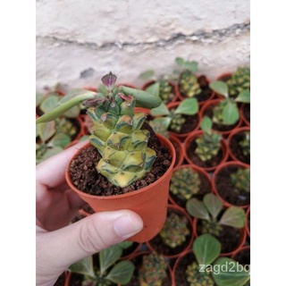 [NEW ARRIVAL ¦Readystock]  ทั่วไปศาลจิน Monadenium ritchiei variegated Mini Succulent Office Table Plant Real Live Plant