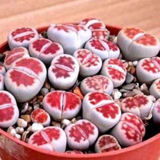 LITHOPS - karasmontana v mickbergensis red tops (20 เมล็ด) ไลทอป